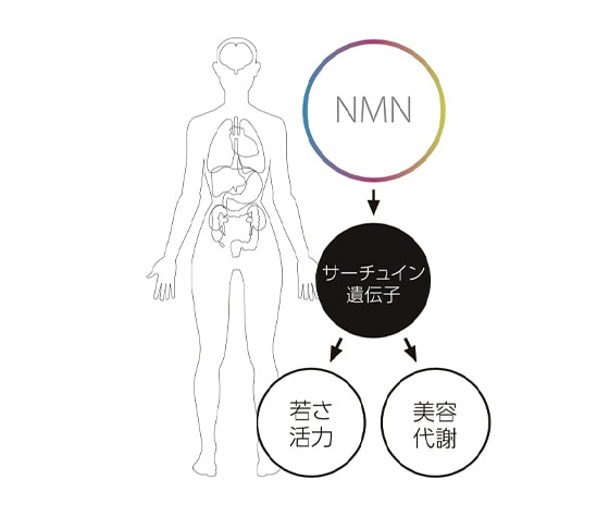 NMN点滴療法とは？